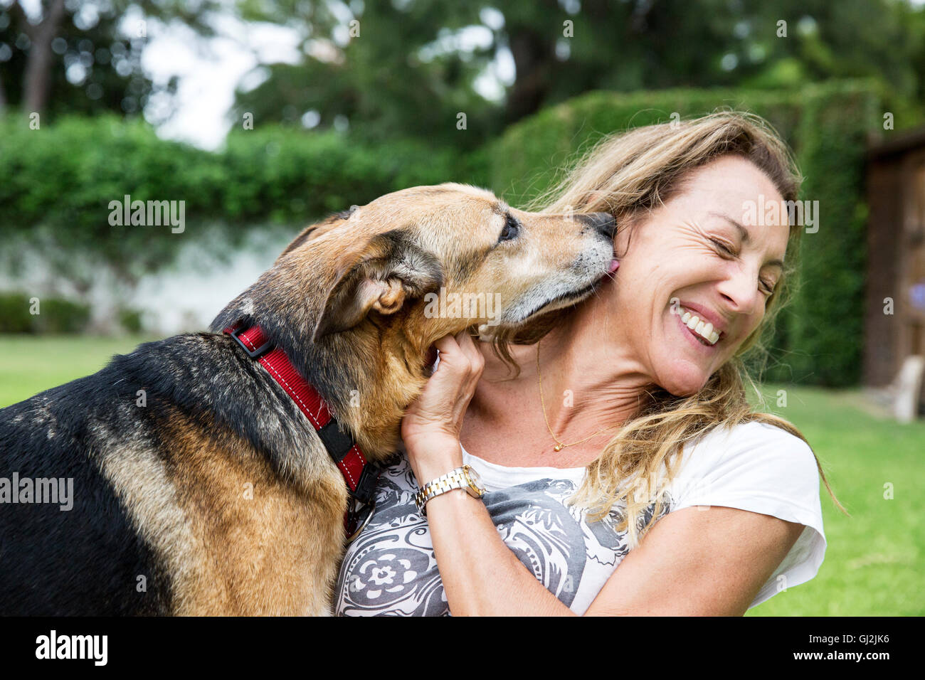 Mature woman in park with dog, dog licking woman's face Stock Photo