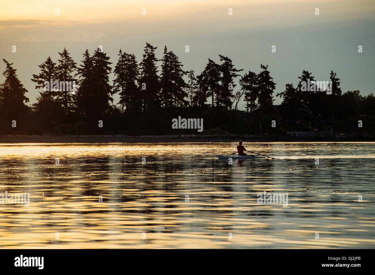 Silhouetted man rowing single scull on Puget Sound, Winslow, Bainbridge Island, Washington State, USA Stock Photo