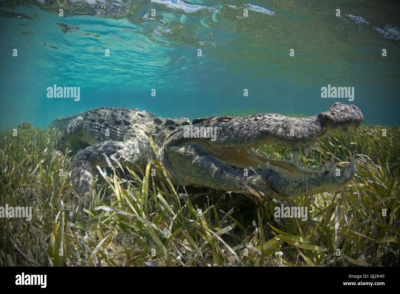 American crocodile (Crocodylus Acutus) crawls in shallows, Chinchorro Atoll, Mexico Stock Photo