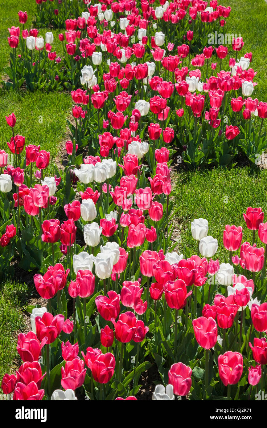 Pink and white Tulipa - Tulip bed on green grass lawn in spring Stock Photo
