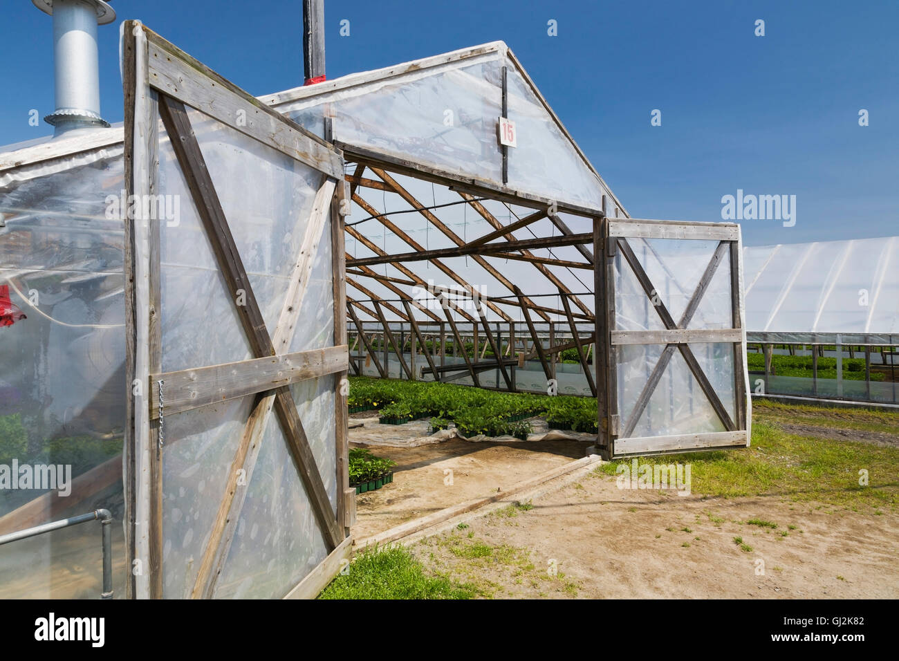 Opened doors on a wooden framed commercial greenhouse with plants being grown in containers Stock Photo