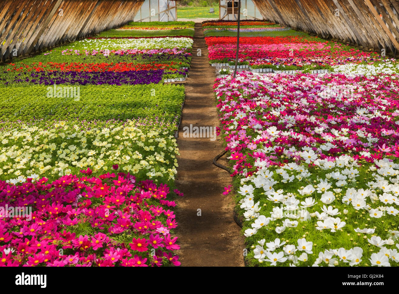 Commercial greenhouse with tightly packed mixed purple, white, pink and red Cosmos flowers in containers Stock Photo