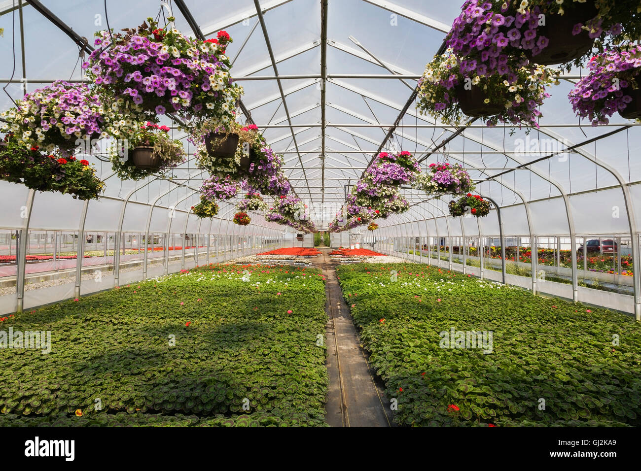 Commercial greenhouse with mixed flowering plants Petunias in hanging