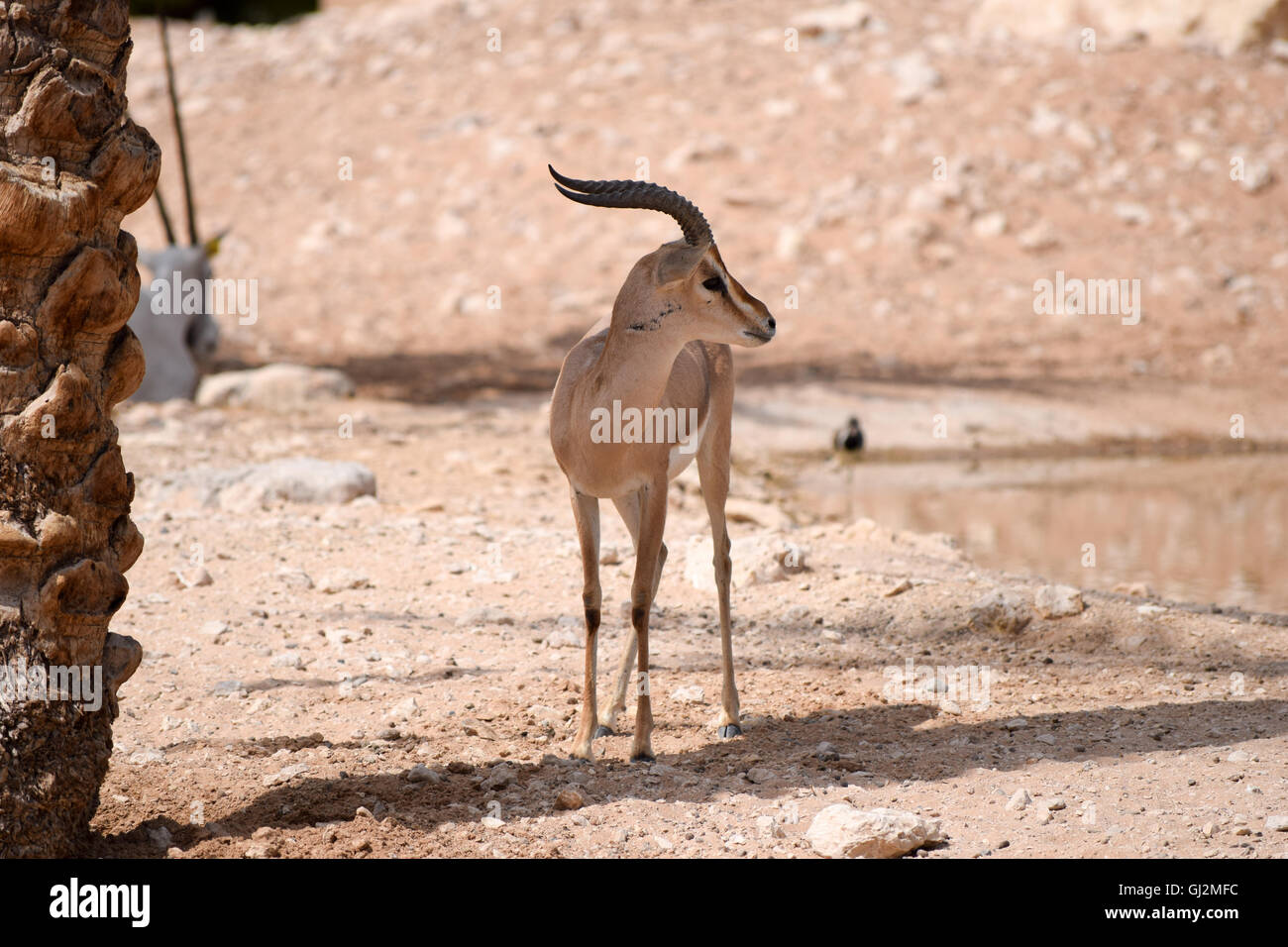 Arabian gazelle hi-res stock photography and images - Alamy