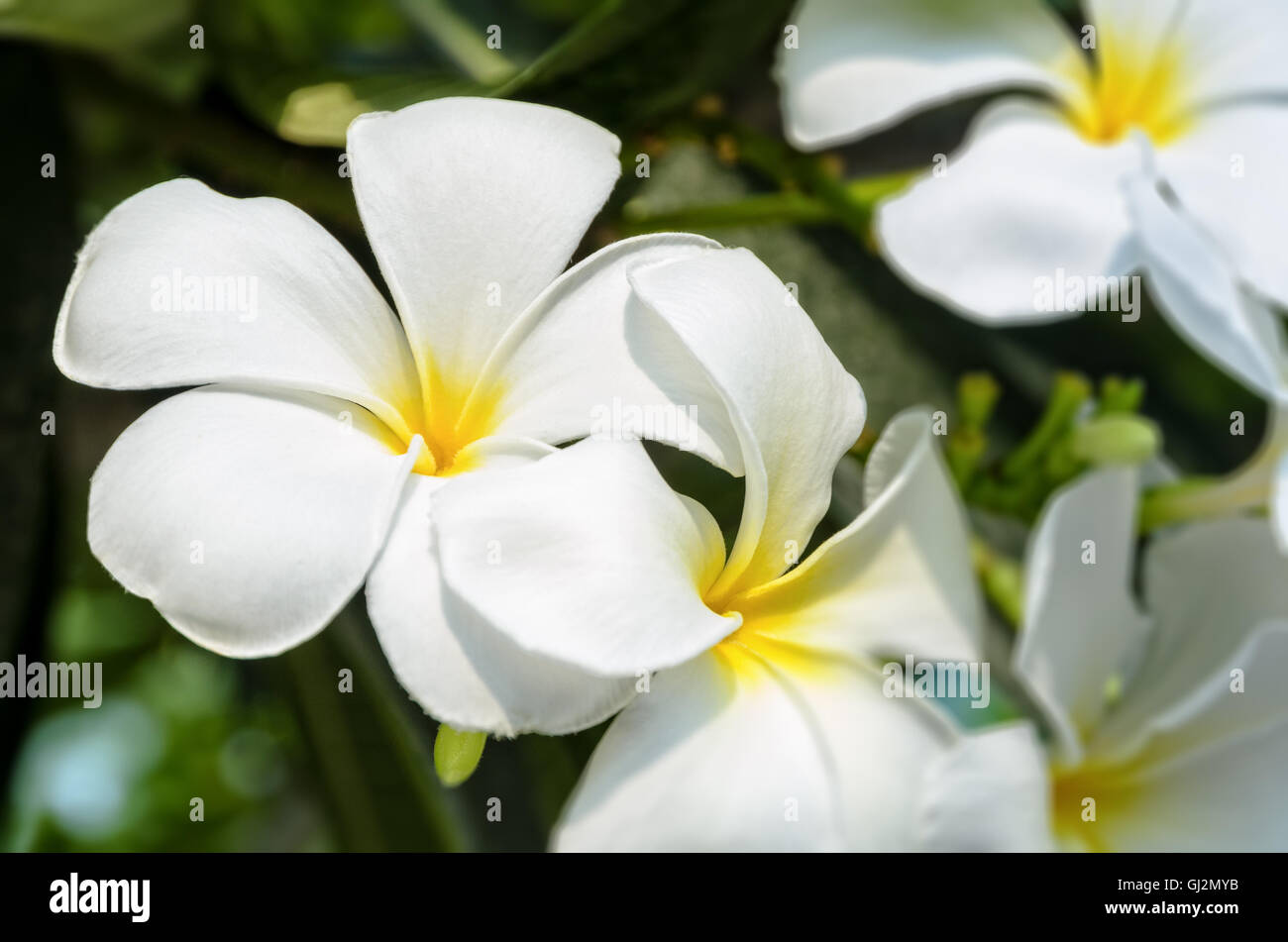 Frangipani tree flower hires stock photography and images Alamy