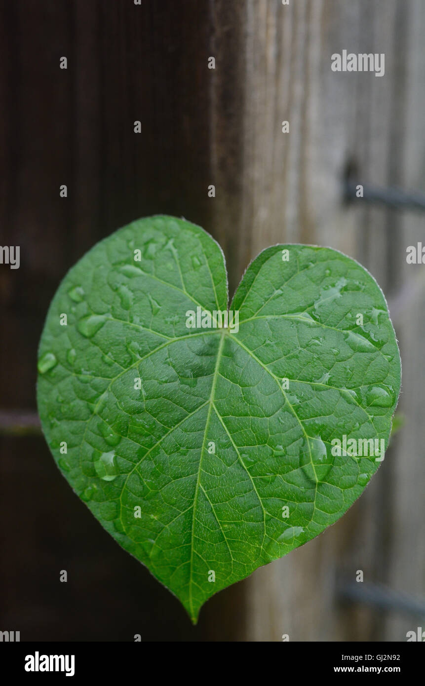 Morning glory leaf In the shape of a heart Stock Photo