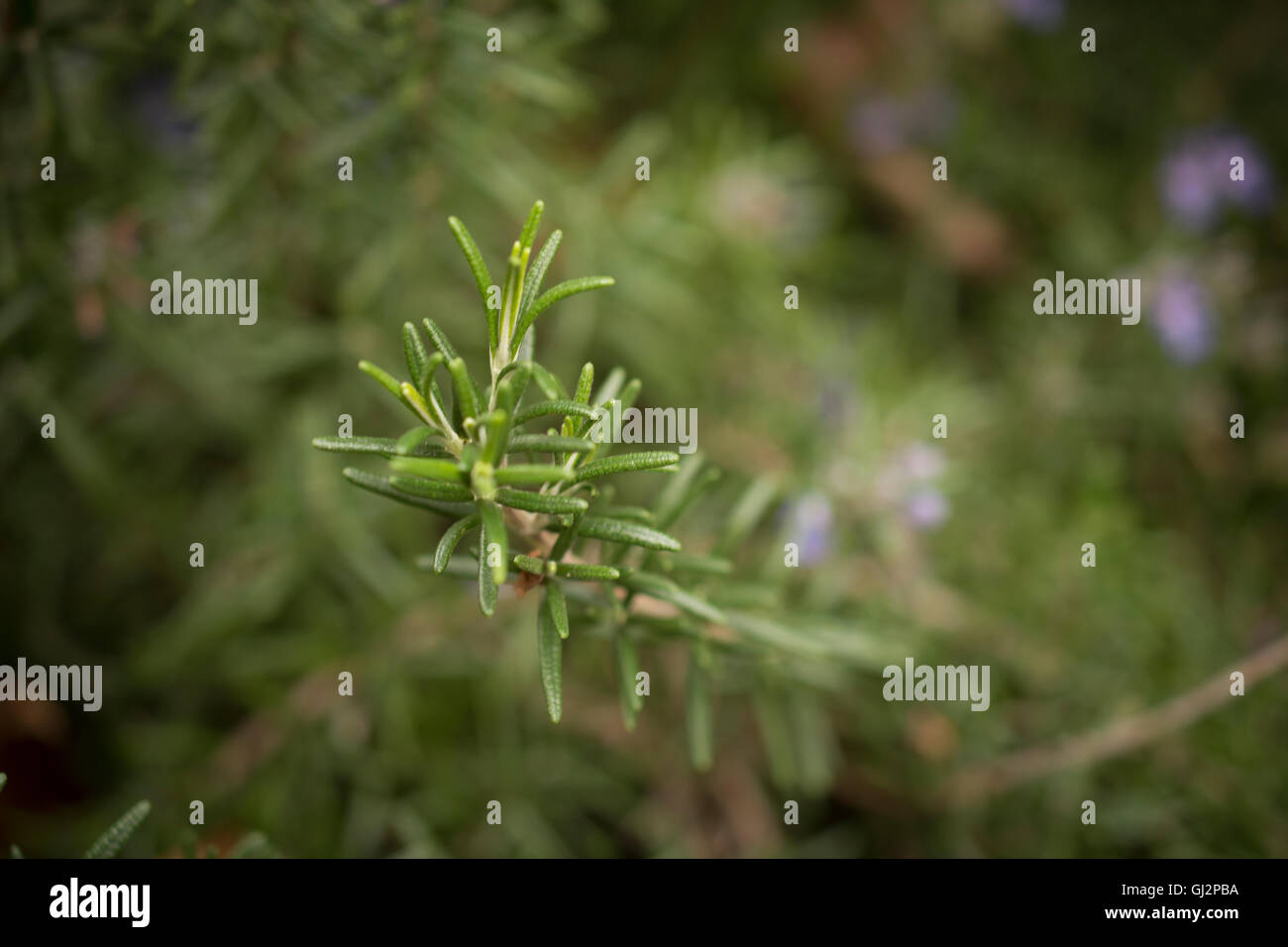 Flowering Rosemary Herb Plant In The Garden Stock Photo Alamy