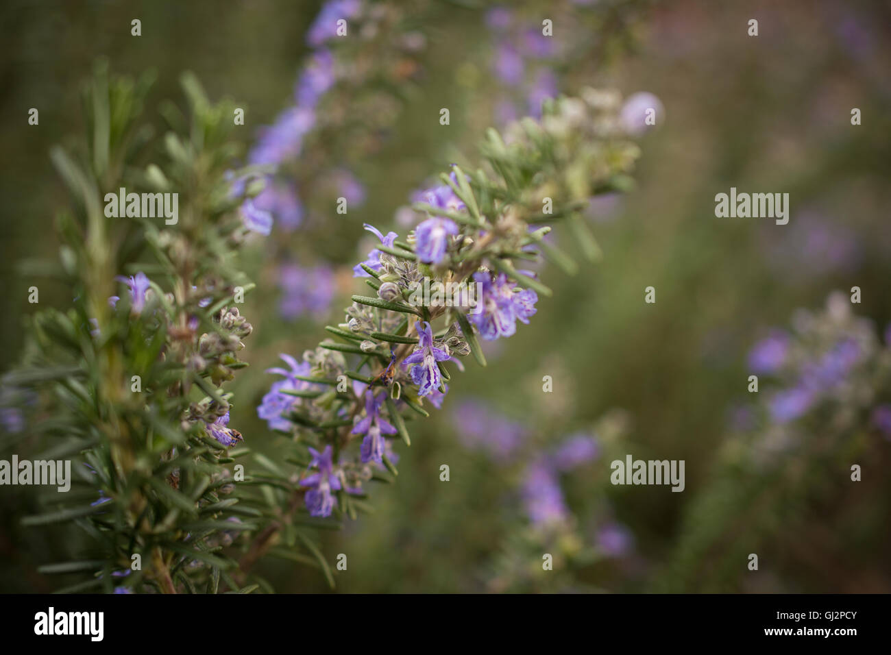 Flowering Rosemary Herb Plant In The Garden Stock Photo Alamy