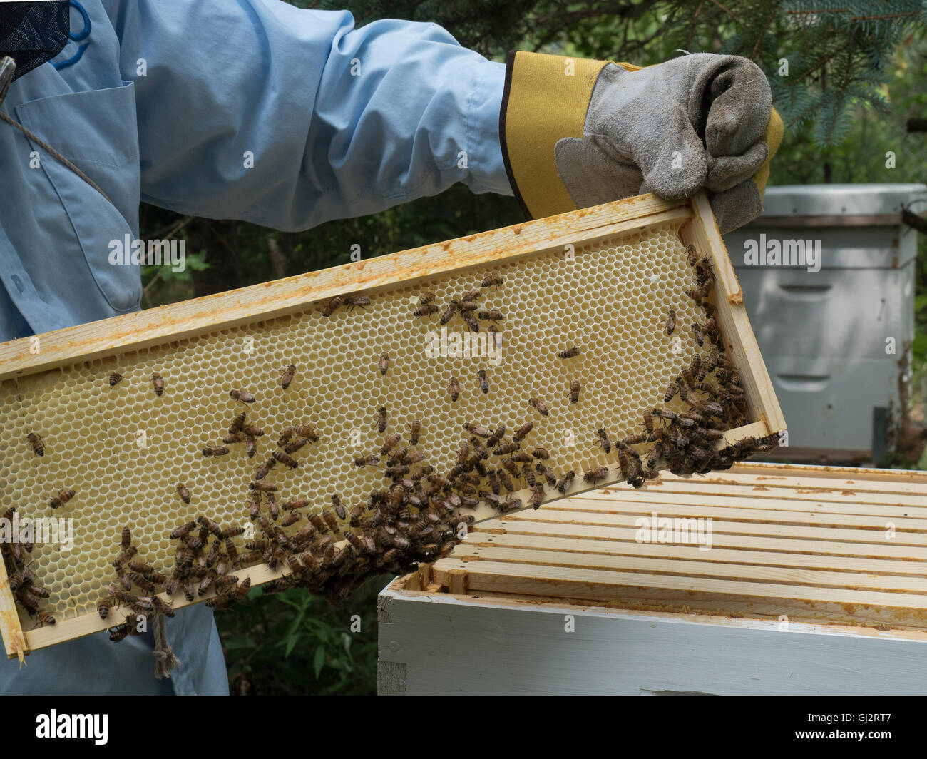 Beekeeper checking on bees Stock Photo