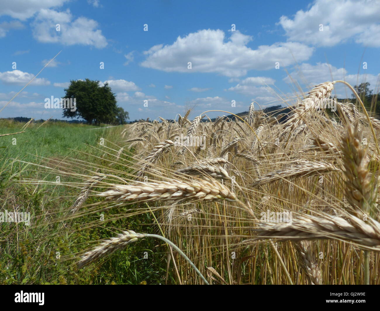 Czech countryside with wheat field Stock Photo