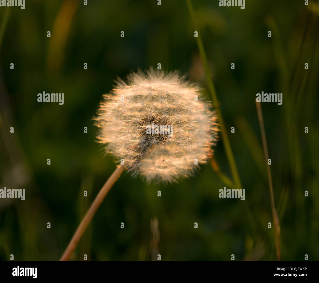 Dandelion seedhead backlit by sun. Stock Photo