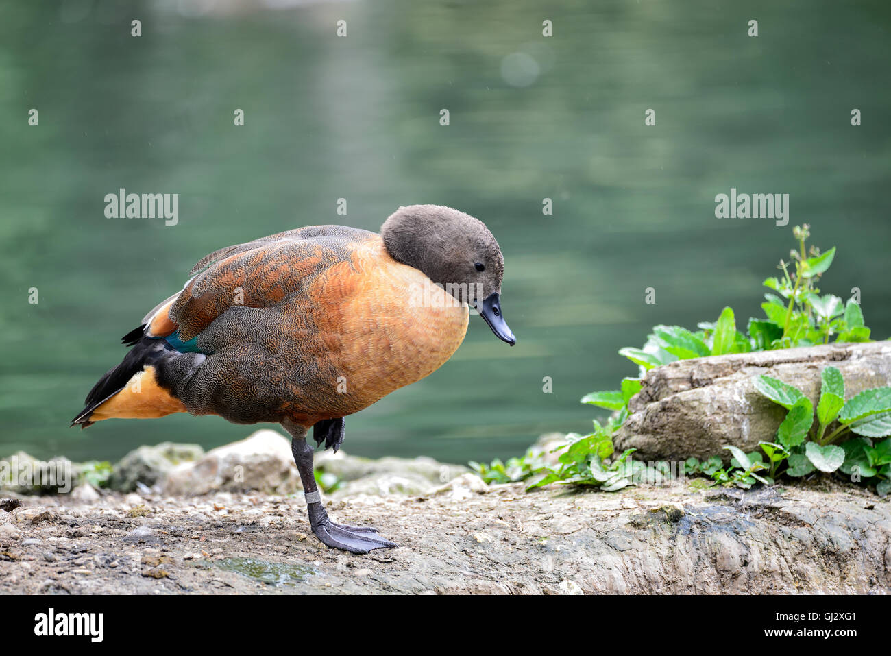 Beautiful portrait of South African Shelduck in pond landscape Stock Photo