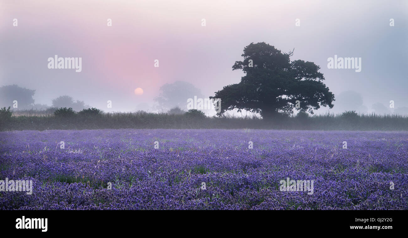 Stunning dramatic foggy sunrise landscape over lavender field in English countryside Stock Photo
