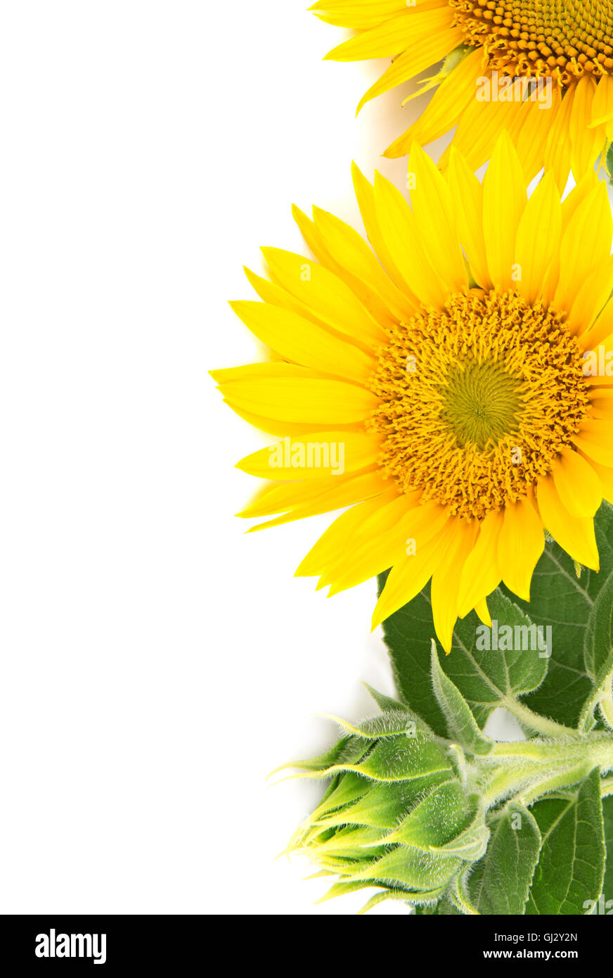 flowers sunflowers isolated on a white background Stock Photo - Alamy
