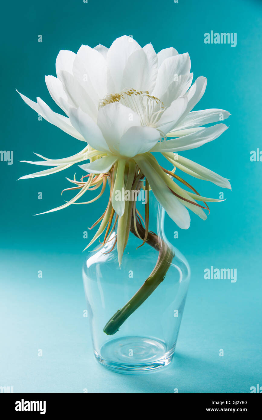 saussurea obvallata / brahma kamal flower or white lotus, It is native