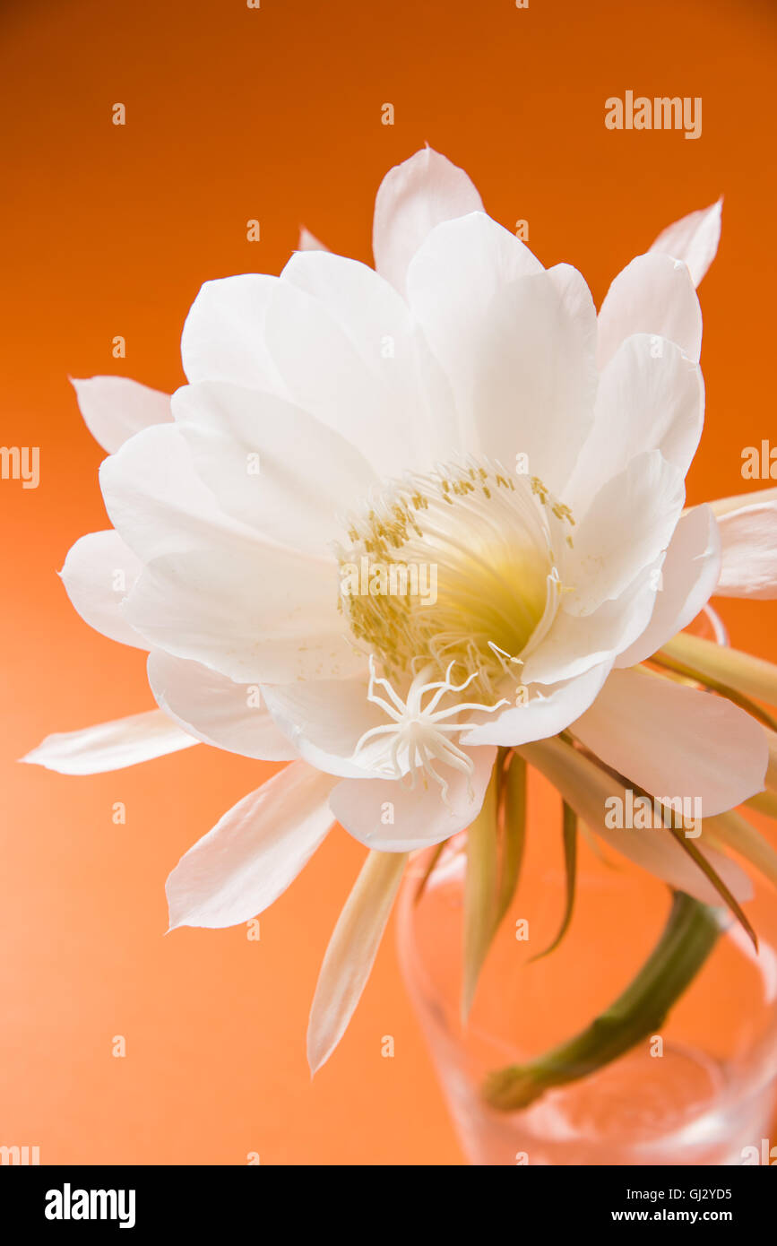saussurea obvallata / brahma kamal flower or white lotus, It is native to the Himalayas and Uttarakhand, India, isolated Stock Photo
