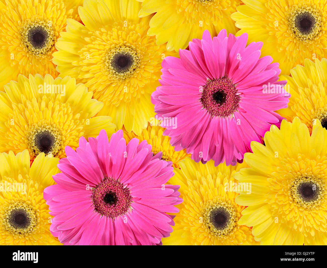Abstract background of yellow and pink flowers Stock Photo