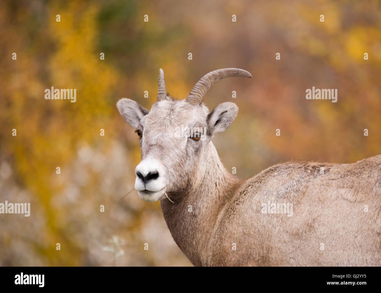 Rocky Mountain Bighorn Sheep Stock Photo - Alamy