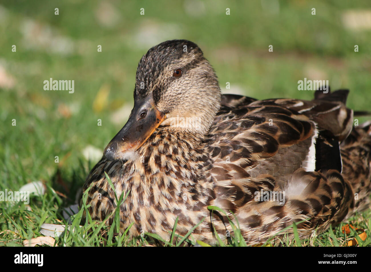 Female duck mallard Stock Photo