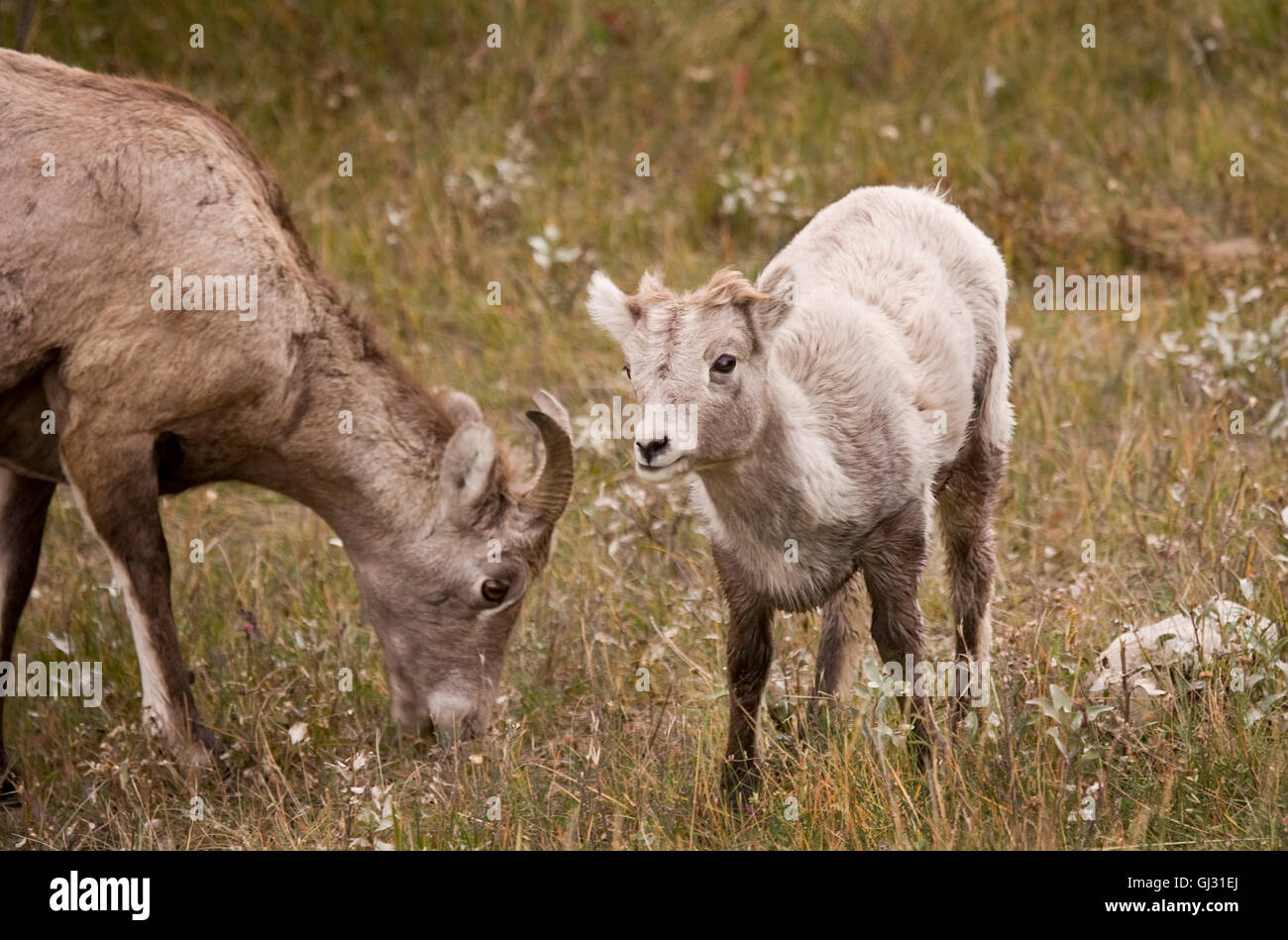 Young Rocky Mountain Bighorn Sheep Stock Photo - Alamy