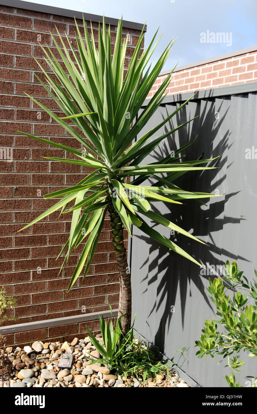 Yucca elephantipes growing against brick wall and metal fence in full sun Stock Photo