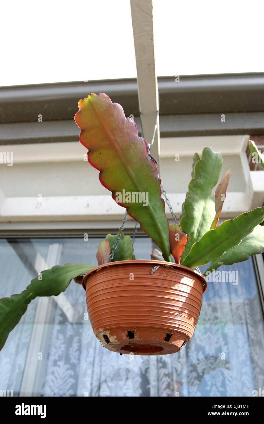 Orchid Cactus or known as Epiphyllum ackermannii in Hanging Basket Stock  Photo - Alamy
