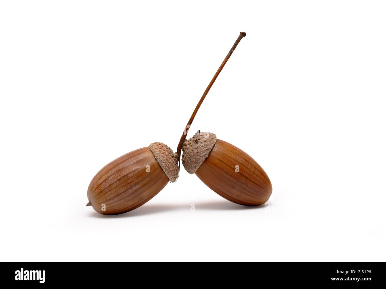 Acorn Stock Photo 114393278 Alamy