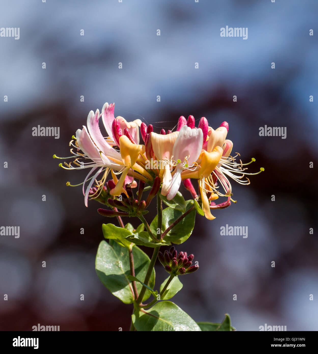 Honeysuckle flowers during July Stock Photo - Alamy