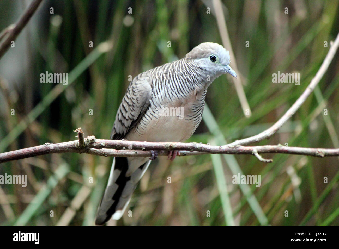 Exotic black and white bird Stock Photo Alamy