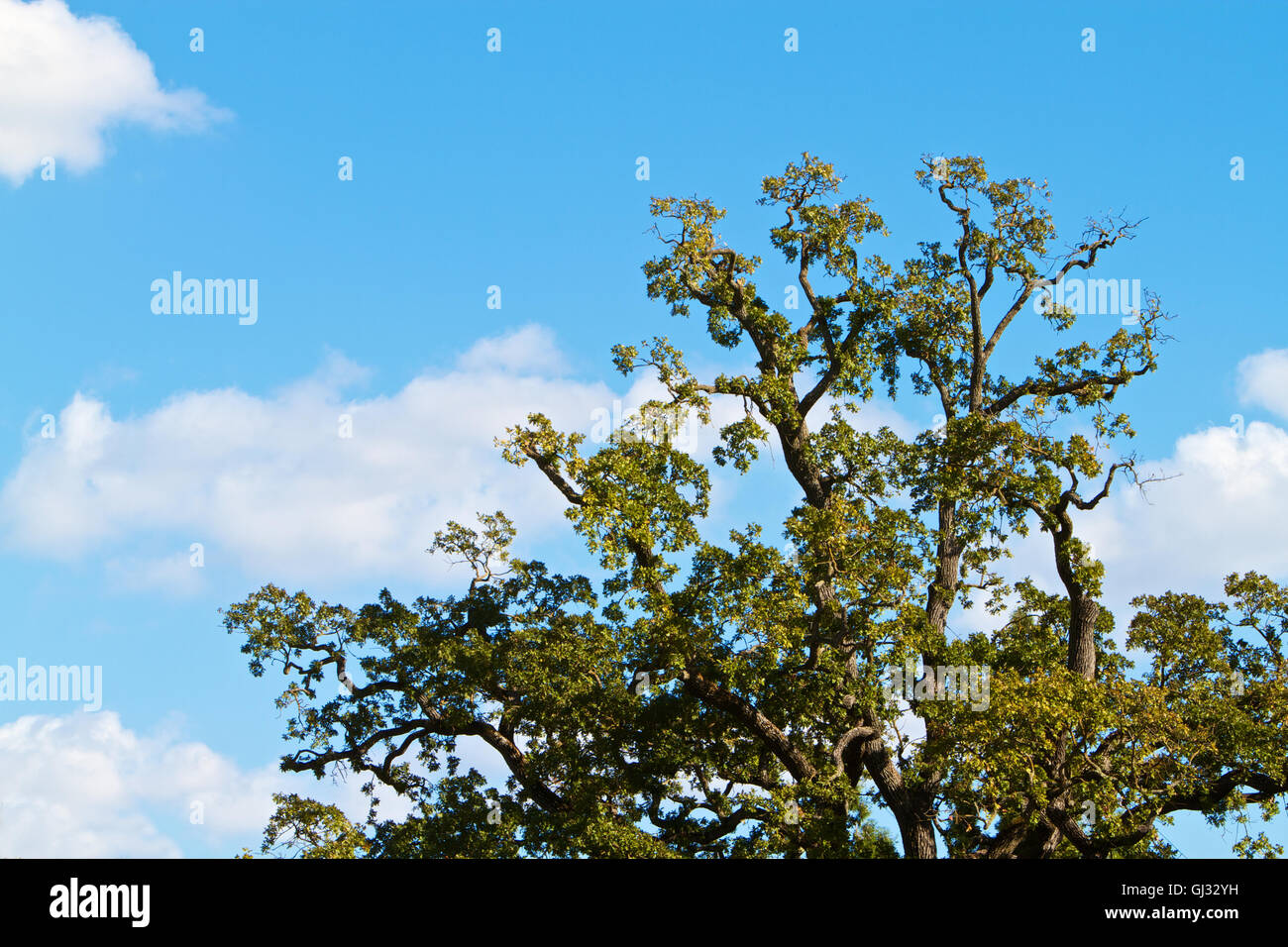 California Valley Oak Sky Stock Photo Alamy