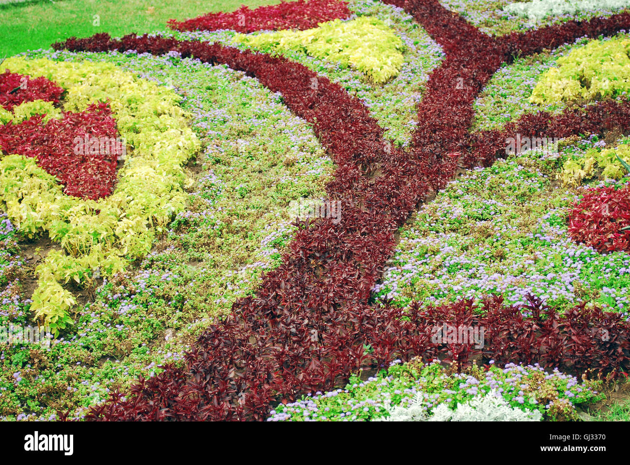 Flower Carpet Stock Photo