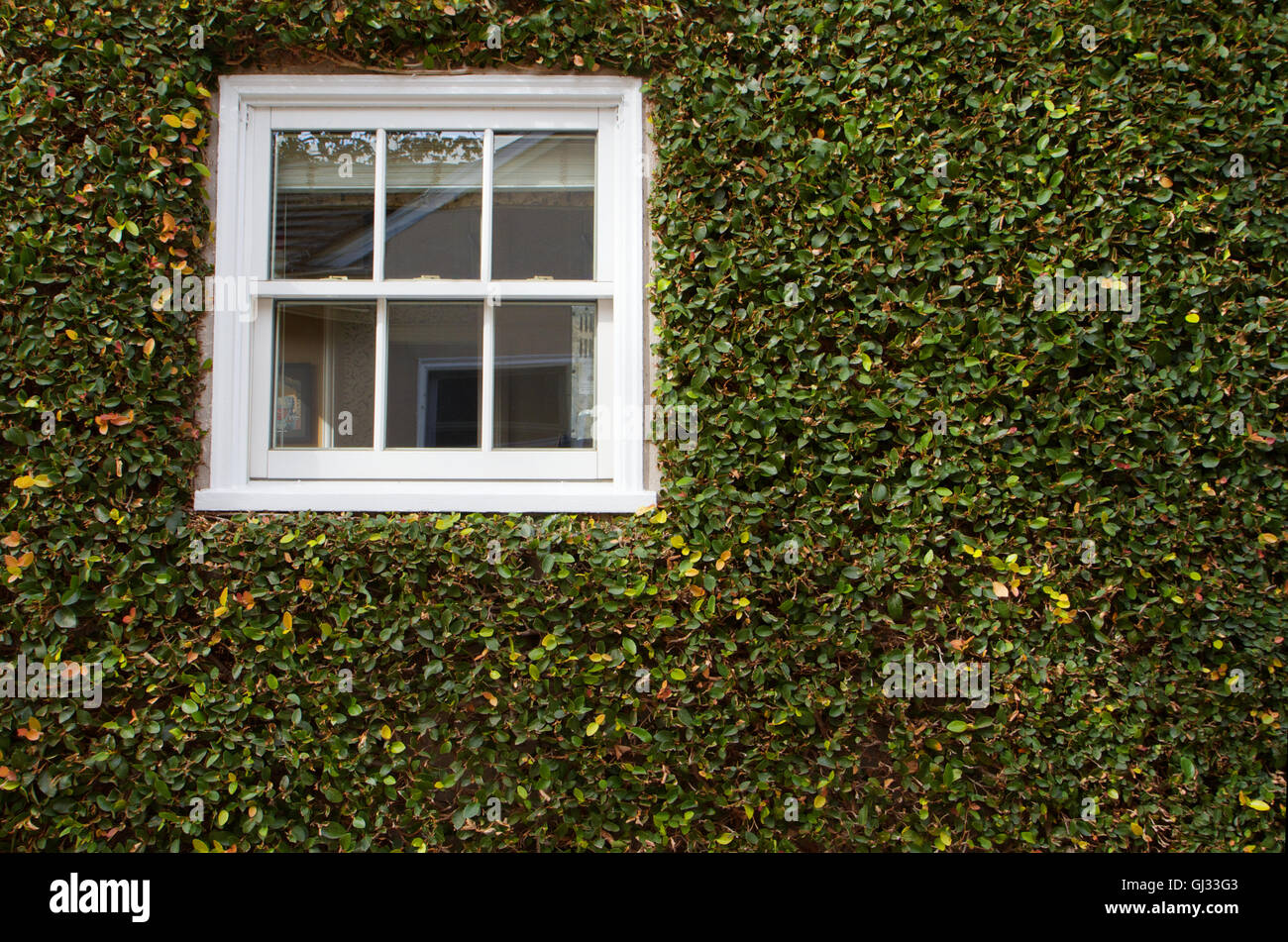 Green ivy covered wall with white window Stock Photo - Alamy
