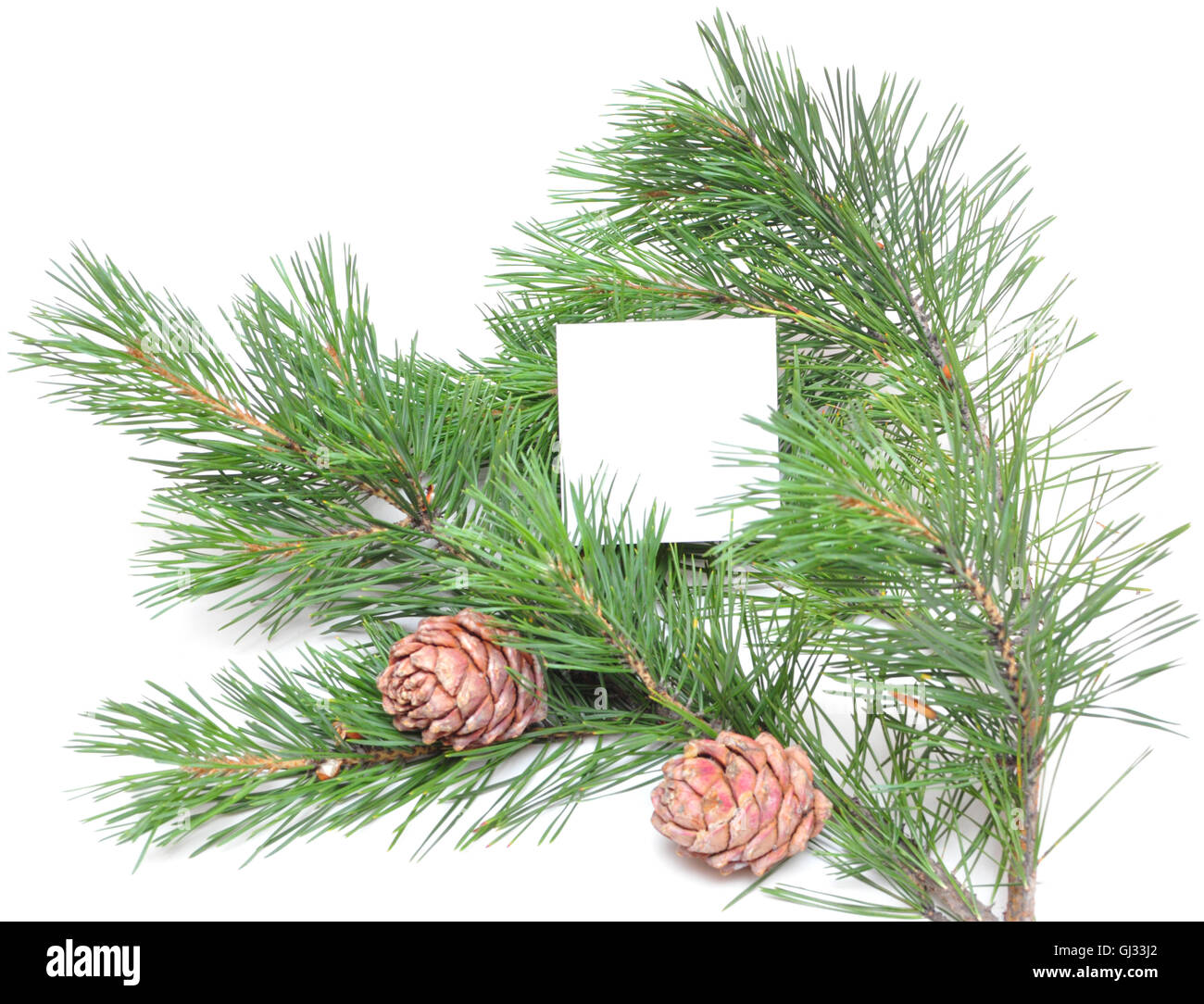 branch of pine with cones Stock Photo - Alamy