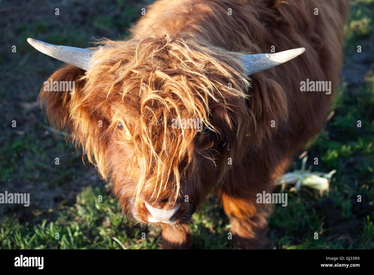 head of a small long horn cow Stock Photo