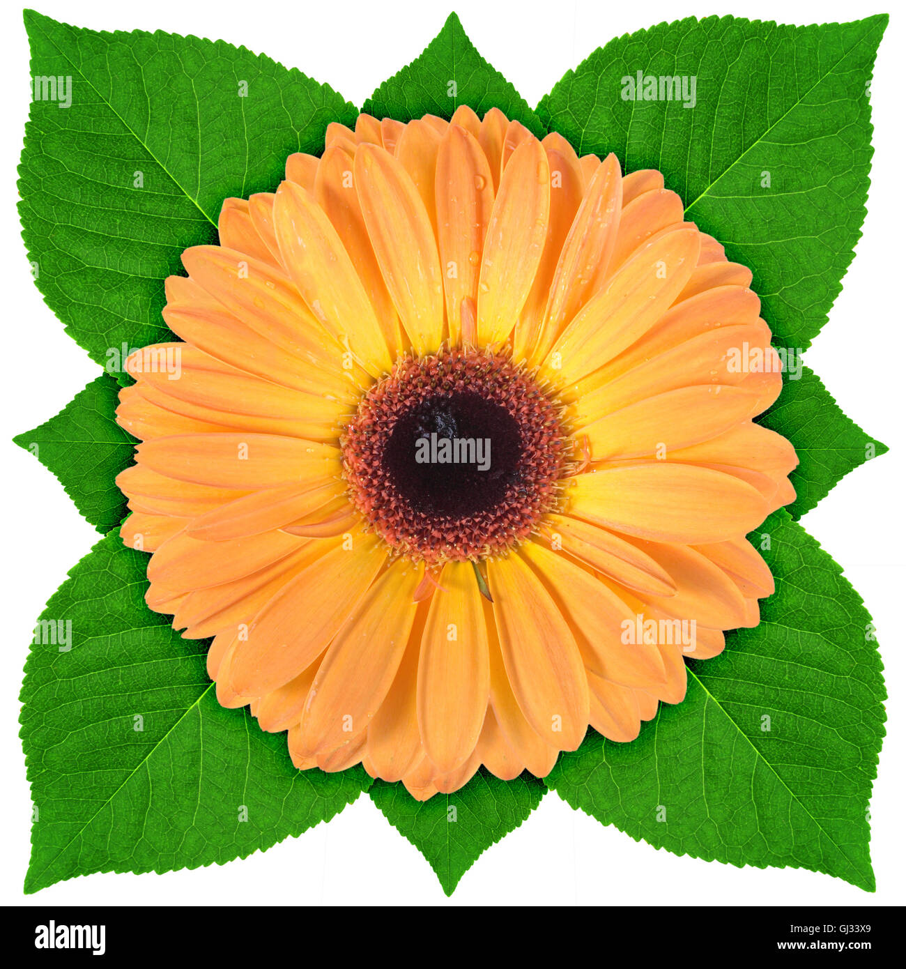 One orange flower with green leaf Stock Photo