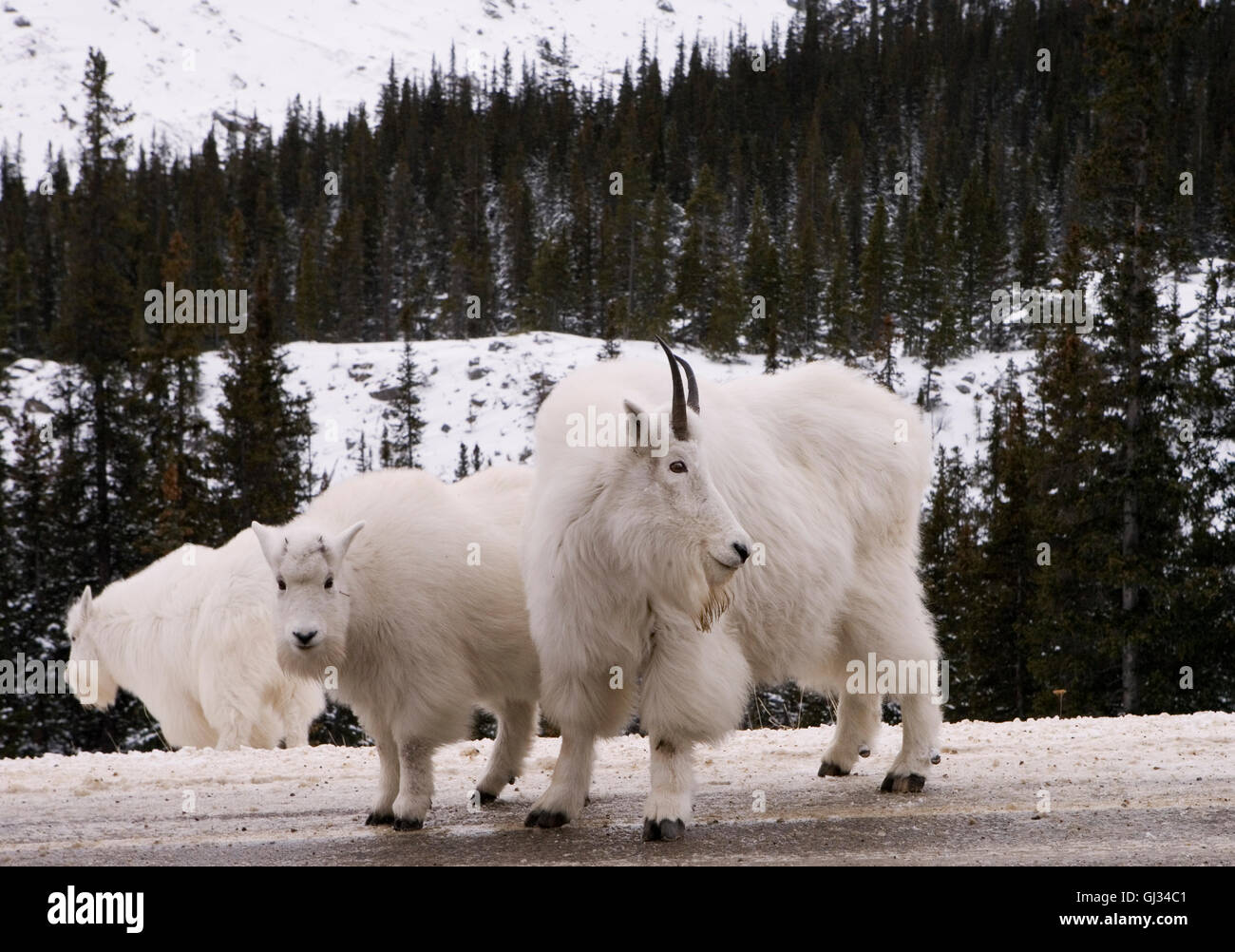 Young Mountain Goat with Nanny Stock Photo - Alamy