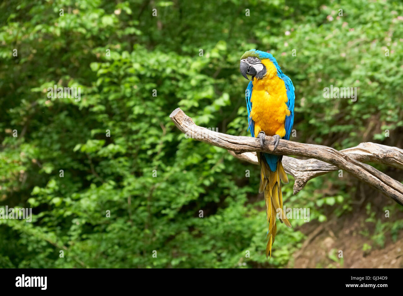 macaw on the branch Stock Photo