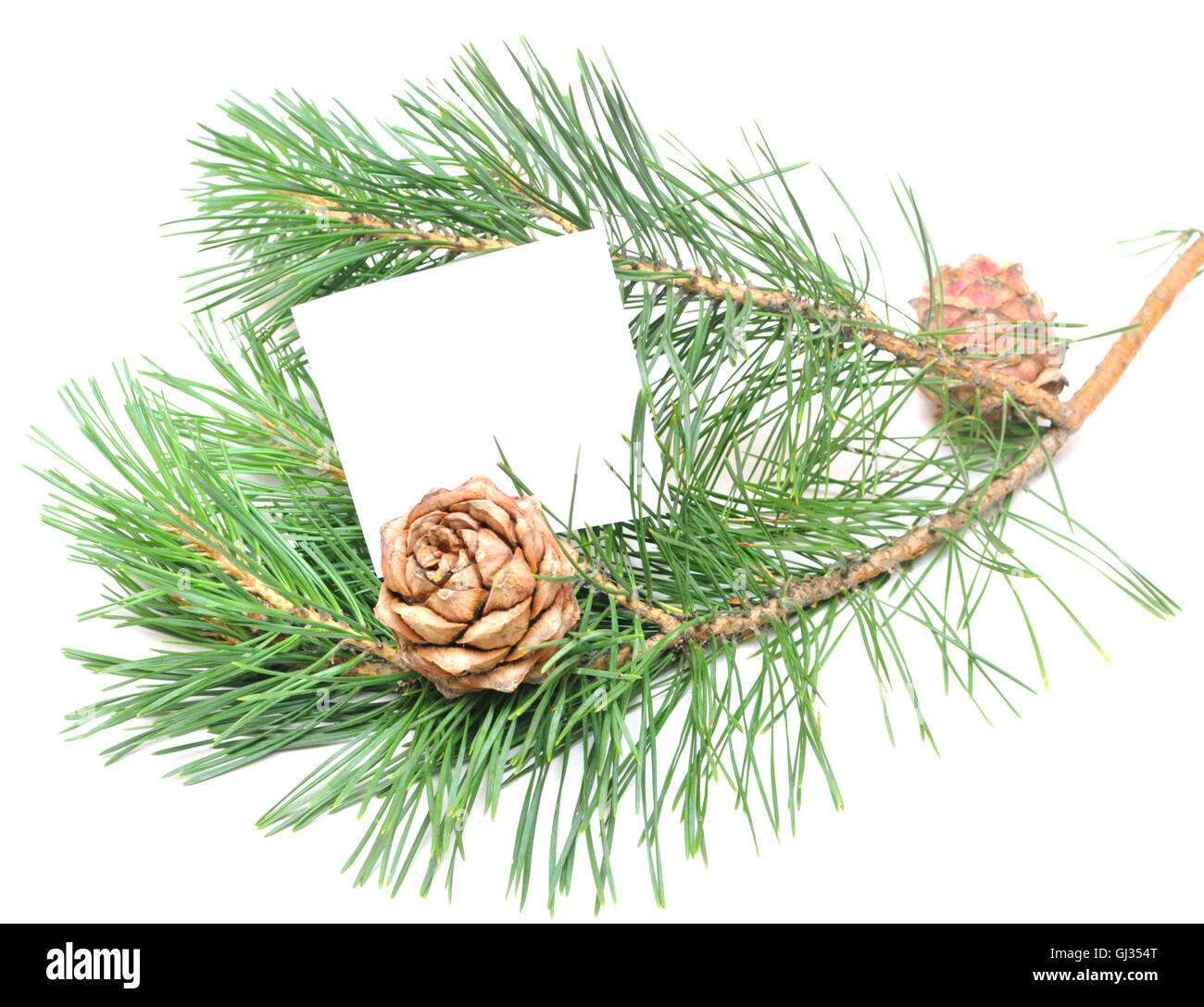 branch of pine with cones Stock Photo - Alamy