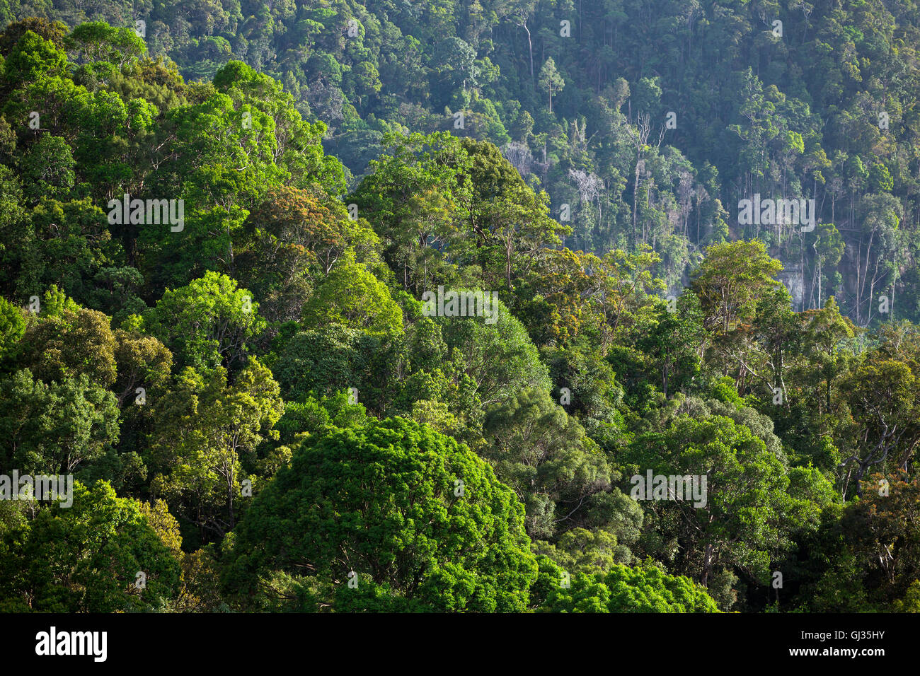 Lush green tropical rainforest Stock Photo