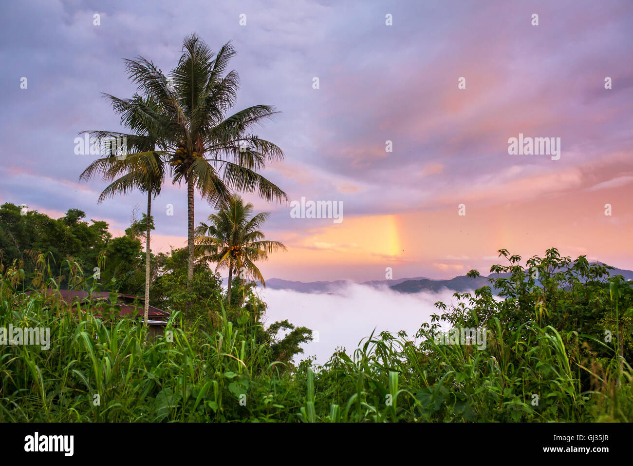Beautiful tropical landscape with a rainbow after the rain Stock Photo ...
