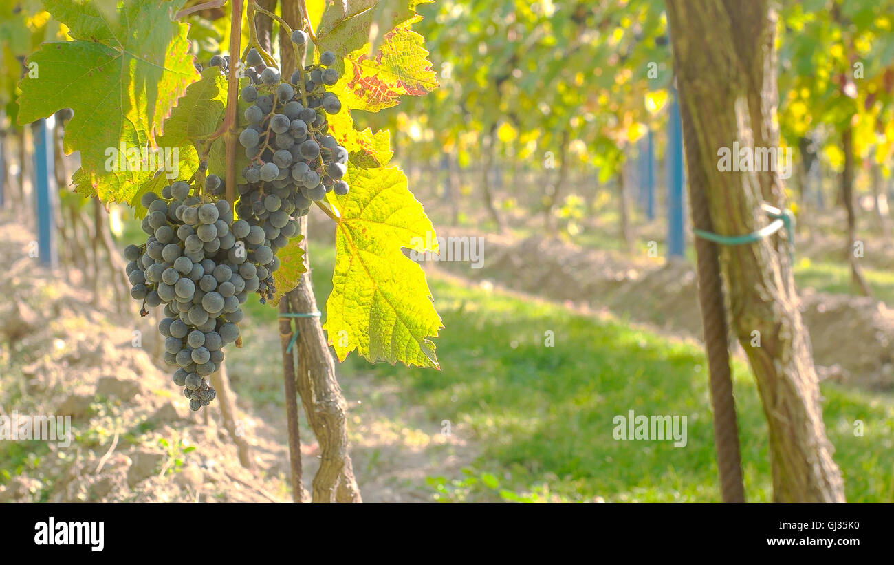 Wine grape hanging from the tree, tranquil scene Stock Photo