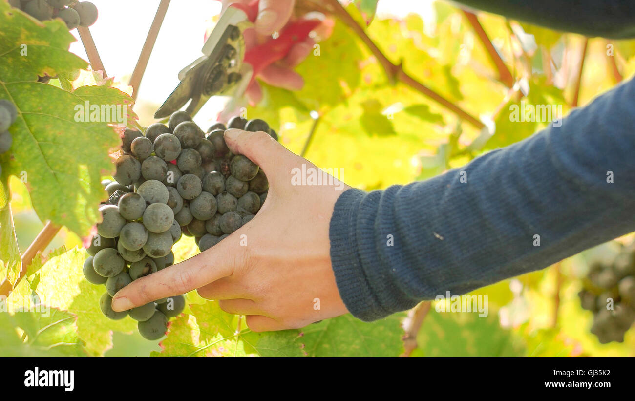 Wine grape hanging from the tree, woman hand slowly cutting grapes Stock Photo