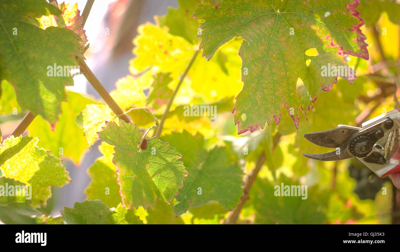 Wine tree leafs after harvesting season, shot during sunset Stock Photo
