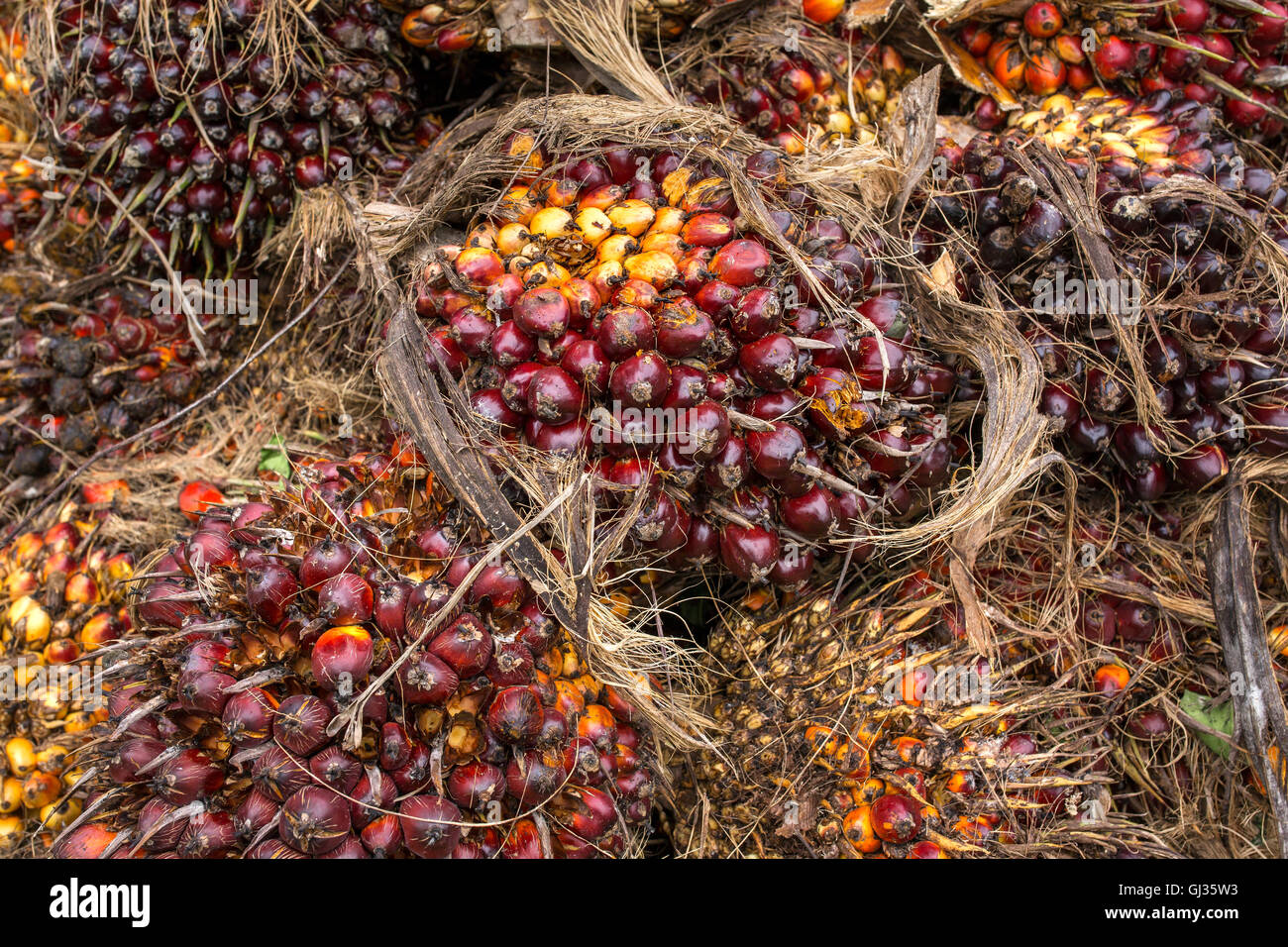 Fresh fruit of the oil palm on the tree (elaeis guineensis) Stock Photo
