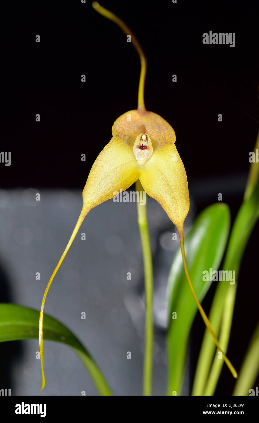 Three-Edged Masdevallia Orchid - Masdevallia triangularis From Colombia, Ecuador, Peru and Venezuela Stock Photo