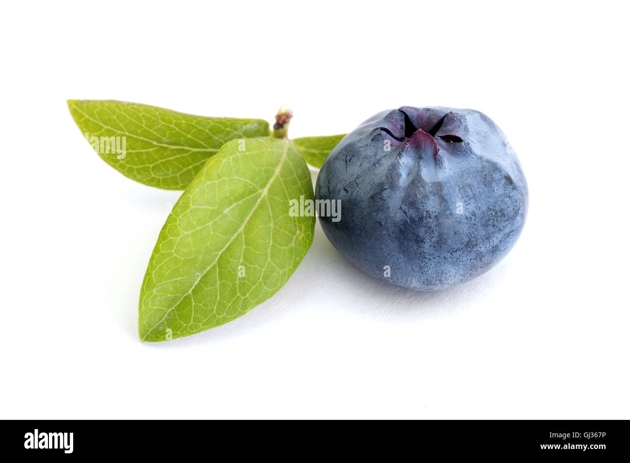 Close up of single blueberry with leaves to left Stock Photo