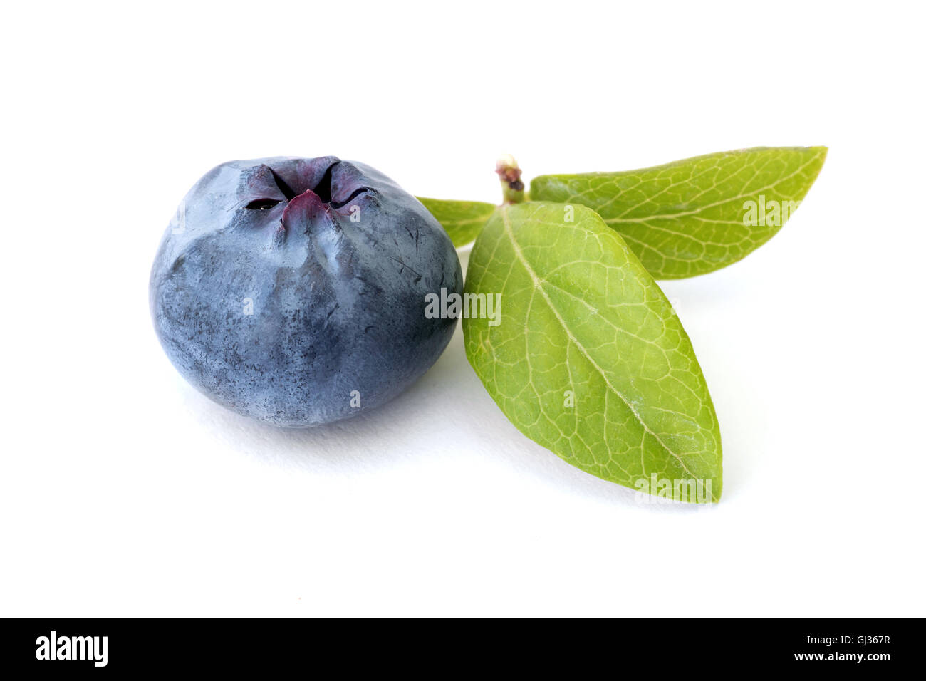 Single blueberry with leaves to right on white background Stock Photo