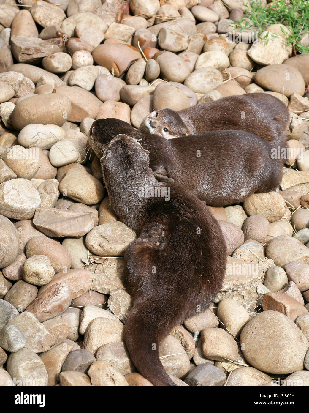 Oriental small-clawed otter family sleeping on the rock, Lazy group of young Asian short-clawed otters. Stock Photo