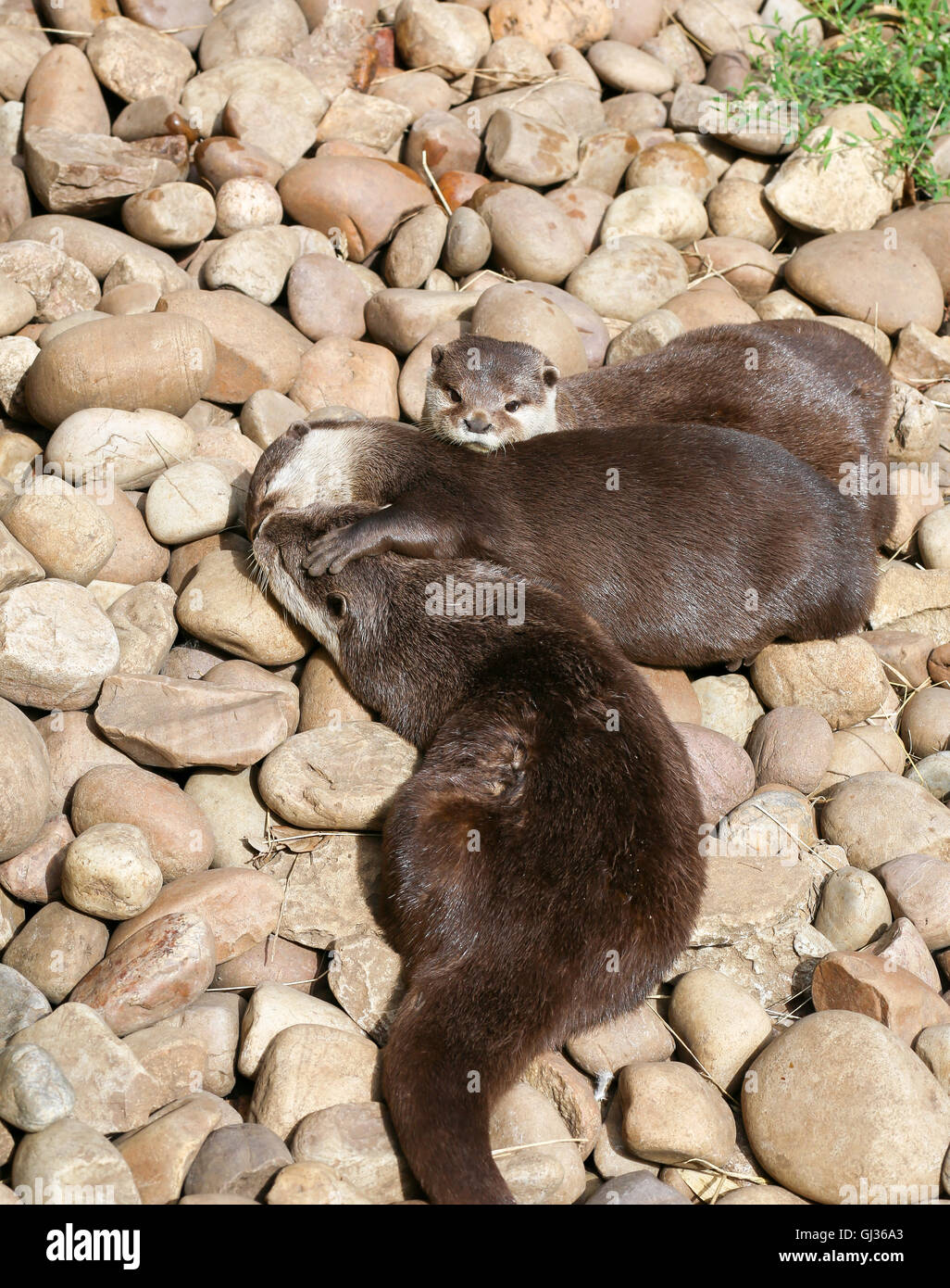 Oriental small-clawed otter family sleeping on the rock, Lazy group of