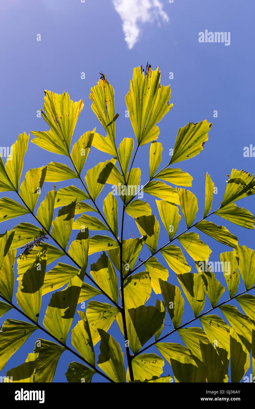Caryota mitis fishtail palm leaves in full sun and blue sky background Stock Photo